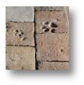 Carrelage avec empreinte de patte d'animal